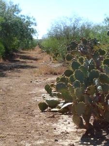 Rancho el Cañón 750 has Cd Mier Tamaulipas disponible para 6 cazadores