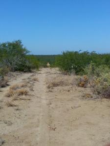 Rancho el Cañón 750 has Cd Mier Tamaulipas disponible para 6 cazadores