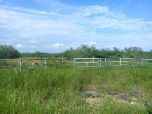 Rancho el El Canaleño Los Magueyes Cd. Mier Tamaulipas