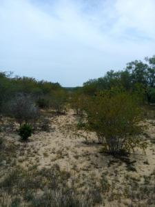 Rancho el El Canaleño Los Magueyes Cd. Mier Tamaulipas