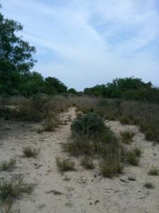 Rancho el El Canaleño Los Magueyes Cd. Mier Tamaulipas