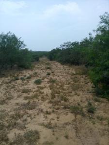 Rancho El Canaleño Cd. Mier Tamaulipas