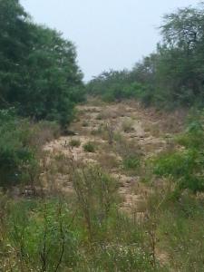 Rancho El Canaleño Cd. Mier Tamaulipas