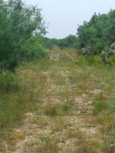 Rancho El Canaleño Cd. Mier Tamaulipas